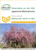SAFLAX - Japonský třešňový květ - Prunus serrulata - 30 Náhled obrázku produktu 11