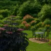Sureau noir - Set de 2 - Sambucus nigra 'Black Lace' - Voir les images du produit 6
