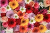 MuchoWow® Poster Blumen - Farben - Gerbera - Rosen 60x40 cm Produktbild-Vorschau 1