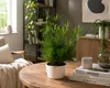 Asparagus falcatus, ongeveer 35 cm – Zierspargel | Productafbeelding-voorbeeld 1