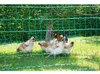 Kerbl Kerbl Filet à volaille vert 50m x 106 cm - 15 perches Voir les images du produit 18