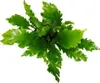 Asplenium nidus Campio - speciální odrudy kapradin do Náhled obrázku produktu 3