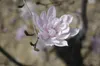 Magnolia stellata 'Rosea', Sternmagnolie, rosa Blüten, Produktbild-Vorschau 7