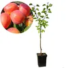 Prunus armeniaca 'Farbaly' abrikoos - Hoogte 100 cm - Pot Productafbeelding-voorbeeld 1
