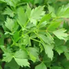 Bloomique - Zestaw 3 szt. - Levisticum Officinale - Lubczyk Podgląd zdjęcia produktu 4