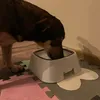 A dog is drinking water from a white bowl on a puzzle mat. Anteprima dell’immagine prodotto