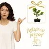 Bonsai Ostrokrzew karbowany - Ilex w doniczce 15 cm Podgląd zdjęcia produktu 6