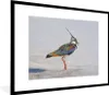 MuchoWow® Gerahmtes Poster Vogel - Tiere - Sand - Kiebitz Produktbild-Vorschau 1