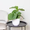 2er Set - Calathea Orbifolia - Korbmarante -Zimmerpflanzen Produktbild-Vorschau 2
