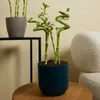 Bloomique - Zestaw 10 sztuk - Dracena Sanderiana - Bambus Podgląd zdjęcia produktu 4
