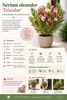 Nerium Oleander Tricolor, výška 50–70 cm – Trojfarebný Náhľad obrázku produktu 2