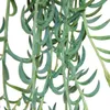 Senecio radicans - collana a forma di banana - pianta Anteprima dell’immagine prodotto 3
