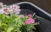 Premium Garden Blumenkastenvlies 1 x 1 m Produktbild-Vorschau 4