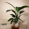1x Spathiphyllum Sensation P24 H120 Produktbild-Vorschau 2
