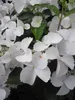 Garland Hydrangea macrophylla Runaway Bride ® - Produktbild-Vorschau 2