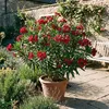 1x Nerium oleander rood P26 H80 Produktbild-Vorschau 3