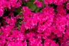 Rhododendron obtusum 'Melina', rosa Blüten, 15–20 cm Produktbild-Vorschau 3