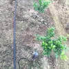 50 Stück/Packung Garten-Rasen 360 Tropfbewässerungssystem Produktbild-Vorschau 7