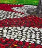 BALDUR Garten 2er Sempervivum Arctic White® & Coral Red®, Produktbild-Vorschau 2
