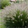 Stauden Gänge 1 x Pennisetum alopecuroides 'Foxtrot' im 1 Produktbild-Vorschau 1