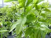 Esskastanie Castanea sativa 180 cm  Kastanie Kastanienbaum Produktbild-Vorschau 5
