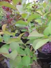 Lagerstroemia indica Hopi - Chinesische Kräuselmyrte - Produktbild-Vorschau 2