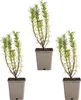 Bloomique - 3er Set - Rosmarinus Officinalis - Produktbild-Vorschau 2