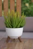 A potted plant with green and yellow foliage sits on a wooden table. Náhled obrázku produktu