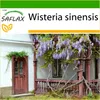 SAFLAX - Wisteria - Wisteria sinensis - 4 Semená - S Náhľad obrázku produktu 10