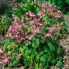 Epimedium x youngianum 'Roseum', Elfenblume, rosa, ca. 9x9 Produktbild-Vorschau 2
