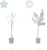 Bloomique - Ficus Carica Brown Turkey - Drzewo figowe - Podgląd zdjęcia produktu 7