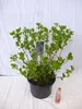 [Palmenlager] XXL Hydrangea macrophylla "Bodensee" - Produktbild-Vorschau 2