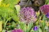 Allium christophii, Sternkugel-Lauch, silbrig-violett, ca. Produktbild-Vorschau 5