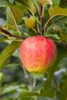 Malus 'Elstar', Apfelbaum, 40 cm Stammhöhe Produktbild-Vorschau 9