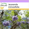 SAFLAX - jacaranda - Jacaranda mimosifolia - 50 Semená Náhľad obrázku produktu 8