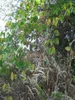 Fagiolo vellutato (Mucuna pruriens)  - 5 semi Anteprima dell’immagine prodotto 3