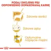 Royal Canin Poodle Adult, Dospělý jedinec, Pudl, Malý (5-10 Náhled obrázku produktu 10
