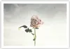 Poster - Poster ohne Rahmen - Rose Vögel Himmel - 100x70 cm Produktbild-Vorschau 1