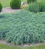 Kriechender Wacholder ´BLUE CARPET´ 30-40 cm, Cont. 2 l Produktbild-Vorschau 7