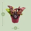 Roślina rurkowata Sarracenia Ø12 cm ↕20 cm Mięsożerna Podgląd zdjęcia produktu 2
