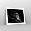 Poster - Poster ohne Rahmen - Affe Gorilla Porträt - 50x40 Produktbild-Vorschau 7