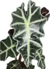 Šípkový list - Alocasia sanderiana - Tropický kořen - Náhled obrázku produktu 2