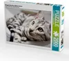 CALVENDO Puzzle Bengal Katerchen Bethari Zenon | 2000 Teile Produktbild-Vorschau 1
