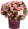 Japanische Azalee ´ENCORE® SUNBURST´ 20-30 cm, Cont. 3 l Produktbild-Vorschau 1