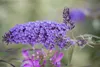 Buddleja davidii 'Ile de France', Schmetterlingsflieder, Produktbild-Vorschau 1