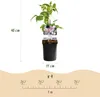 Green boutiQ - Klimplant - Clematis montana Rubens - Bloem Voir les images du produit 3