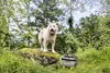 Kärcher Mobile Outdoor Cleaner OC 4 + Pet, Fördermenge 2 Produktbild-Vorschau 3