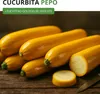 Zucchini Gold Rush F1 Samen - Cucurbita pepo - Produktbild-Vorschau 2