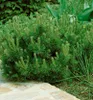 Bergkiefer ´PUMILIO´ 10-15 cm, Cont. 2,5 l Produktbild-Vorschau 2
