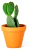 Gardners Opuntia, průměr 6 cm Náhled obrázku produktu 5